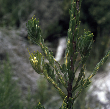 APII jpeg image of Adenanthos terminalis  © contact APII