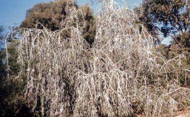 APII jpeg image of Eucalyptus caesia 'Silver Princess'  © contact APII
