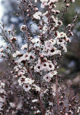 APII jpeg image of Leptospermum 'Pink Pearl'  © contact APII