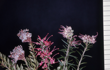 APII jpeg image of Grevillea 'Evelyn's Coronet',<br/>Grevillea lavandulacea,<br/>Grevillea buxifolia  © contact APII
