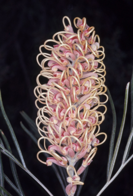 APII jpeg image of Grevillea 'Pink Surprise'  © contact APII