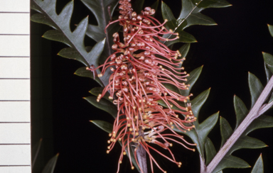 APII jpeg image of Grevillea 'Poorinda Anticipation'  © contact APII