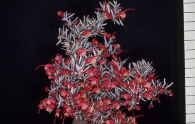 APII jpeg image of Grevillea 'Poorinda Illumina'  © contact APII