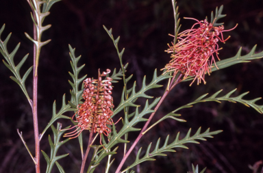 APII jpeg image of Grevillea 'Poorinda Miriam'  © contact APII