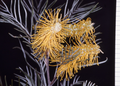 APII jpeg image of Grevillea 'Sandra Gordon'  © contact APII