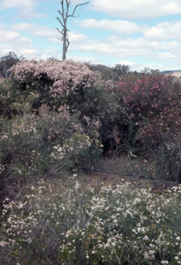 APII jpeg image of Chamelaucium uncinatum 'Bundara Excelsior'  © contact APII
