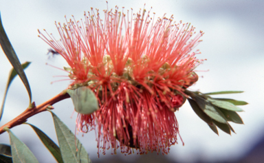 APII jpeg image of Callistemon 'Wollumbin'  © contact APII