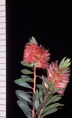 APII jpeg image of Callistemon 'Wollumbin'  © contact APII