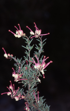 APII jpeg image of Grevillea glabella 'Lara Dwarf'  © contact APII