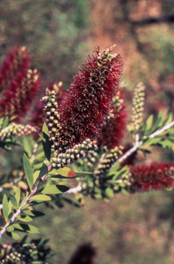 APII jpeg image of Callistemon 'Burgundy'  © contact APII