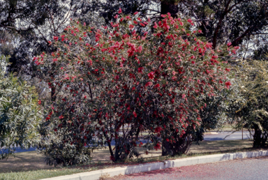 APII jpeg image of Callistemon 'Kings Park Special'  © contact APII