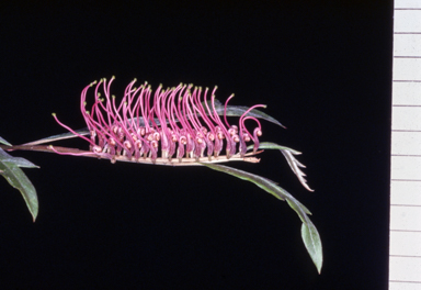 APII jpeg image of Grevillea 'Poorinda Royal Mantle'  © contact APII