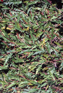 APII jpeg image of Grevillea 'Poorinda Royal Mantle'  © contact APII