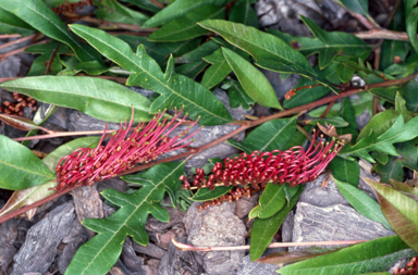 APII jpeg image of Grevillea 'Poorinda Royal Mantle'  © contact APII