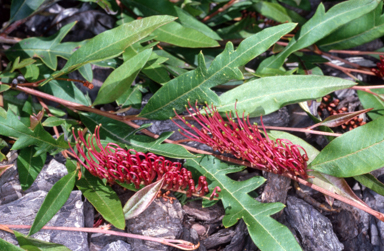 APII jpeg image of Grevillea 'Poorinda Royal Mantle'  © contact APII