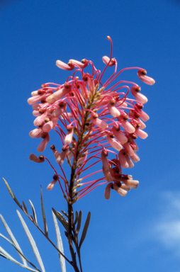 APII jpeg image of Grevillea banksii 'Kingaroy Slippers'  © contact APII