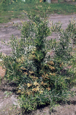 APII jpeg image of Grevillea 'Poorinda Belinda'  © contact APII