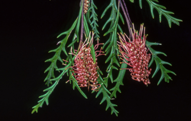 APII jpeg image of Grevillea 'Poorinda Miriam'  © contact APII