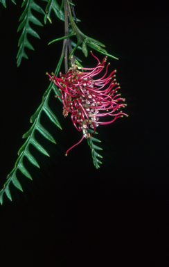 APII jpeg image of Grevillea 'Poorinda Peter'  © contact APII
