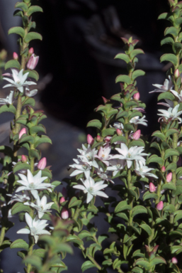 APII jpeg image of Philotheca buxifolia 'Southern Cross'  © contact APII