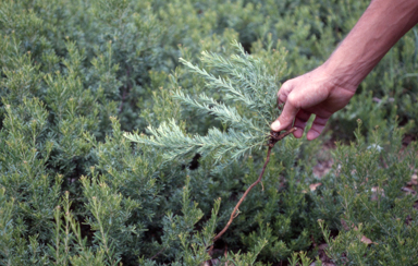 APII jpeg image of Grevillea 'Little Thicket'  © contact APII