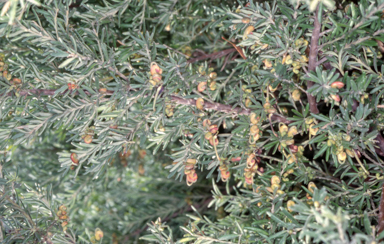 APII jpeg image of Grevillea 'Little Thicket'  © contact APII