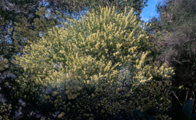 APII jpeg image of Acacia iteaphylla 'Stony Range'  © contact APII