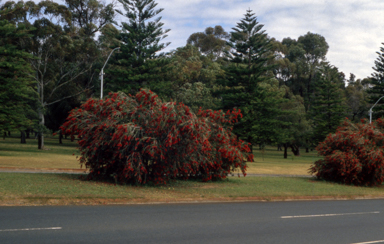APII jpeg image of Callistemon 'Kings Park Special'  © contact APII