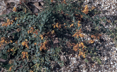 APII jpeg image of Grevillea alpina 'Grampians Gold'  © contact APII