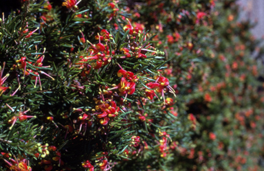 APII jpeg image of Grevillea 'McDonald Park'  © contact APII