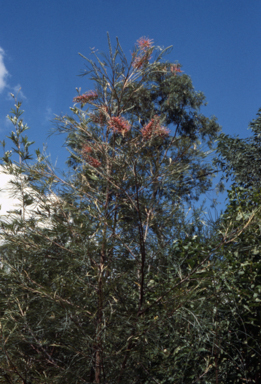 APII jpeg image of Grevillea 'Starfire'  © contact APII