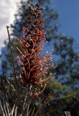 APII jpeg image of Grevillea 'Starfire'  © contact APII