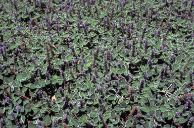APII jpeg image of Plectranthus graveolens 'Bennelong Frosty Carpet'  © contact APII