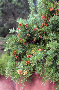 APII jpeg image of Grevillea 'McDonald Park'  © contact APII