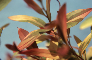 APII jpeg image of Hakea salicifolia 'Gold Medal'  © contact APII