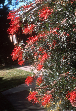 APII jpeg image of Grevillea bipinnatifida x biggenden  © contact APII