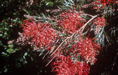 APII jpeg image of Grevillea bipinnatifida x biggenden  © contact APII