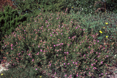 APII jpeg image of Crowea exalata 'Bindalong Compact'  © contact APII