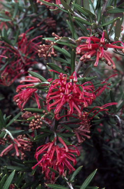 APII jpeg image of Grevillea 'Poorinda Julie'  © contact APII