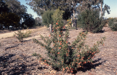 APII jpeg image of Grevillea 'Poorinda Julie'  © contact APII