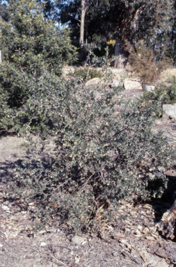APII jpeg image of Grevillea 'Poorinda Tranquility'  © contact APII