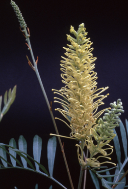 APII jpeg image of Grevillea 'White Wine'  © contact APII