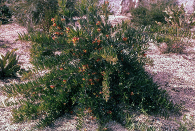APII jpeg image of Grevillea 'Bonnie Prince Charlie'  © contact APII