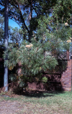 APII jpeg image of Grevillea 'Edna Ellen'  © contact APII
