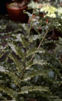 APII jpeg image of Blechnum minus 'Hellyer Fountain'  © contact APII