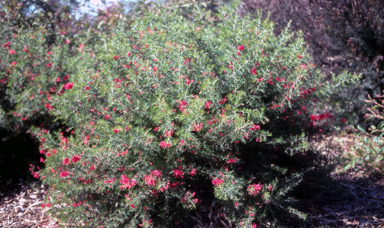 APII jpeg image of Grevillea 'Scarlet Sprite'  © contact APII