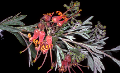 APII jpeg image of Grevillea 'Woodlands'  © contact APII