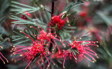 APII jpeg image of Grevillea thelemanniana x argyrophylla 'Winpara Gem'  © contact APII