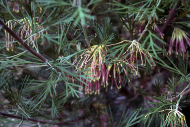 APII jpeg image of Grevillea 'Winpara Gem'  © contact APII