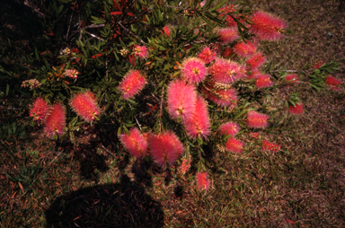 APII jpeg image of Grevillea rosmarinifolia 'Rocky Rolla'  © contact APII